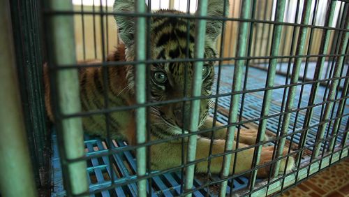 Foto: Adam Oswell; WWF