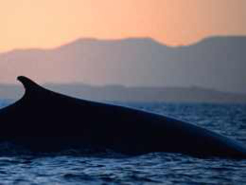 Foto: WWF/M. Carwadine