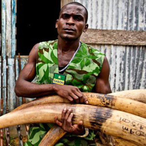 Foto: James Morgan /WWF