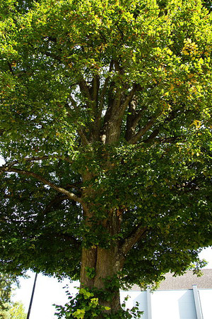 Alter Baum Foto: Wikimedia CC 3.0/DALIBRI