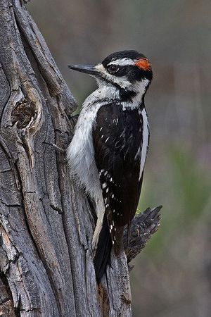 Foto: Wikimedia commons/Alan D. Wilson