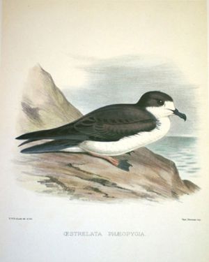 Foto: wikimedia commons