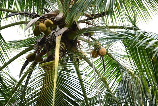 Foto:  OneNature organic