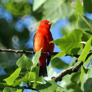 Foto: Wikimedia commons/Mike's birds
