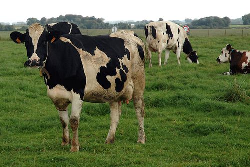 Rinder als Fleischlieferenten: zu viel Treibhausgase Foto: Wikimedia CC 3.0/H. Bischoff