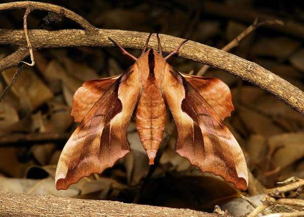 Schmetterling Bloodworm  Foto: Pixabay CC0 / ElinaElena