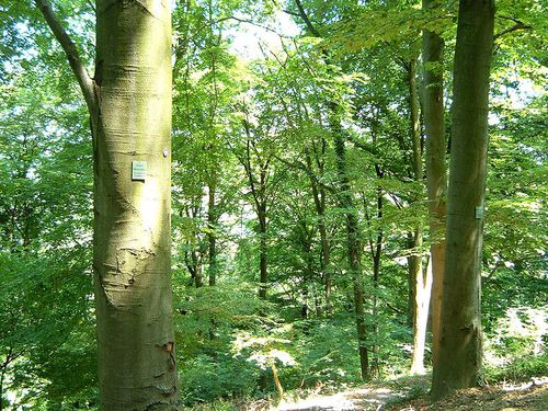 Natur wieder der Natur!Foto: wikimedia/Heppo