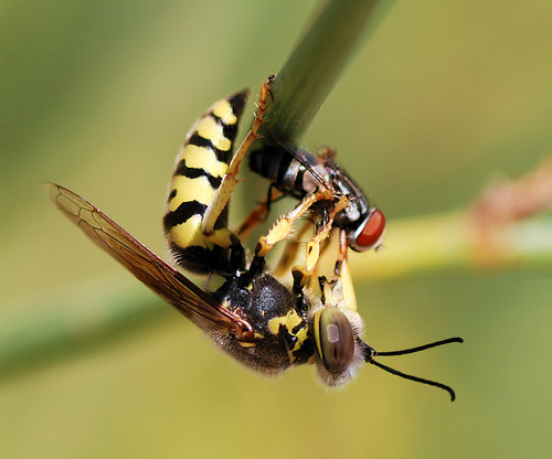 Foto: Wikipedia Commons/Alvesgaspar