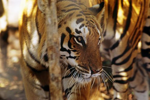 Foto: David Lawson; WWF