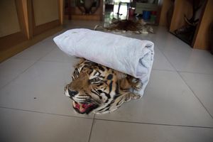 Foto: Adam Oswell; WWF