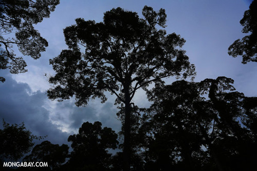 Foto: Mongabay.com/Rhett A. Butler