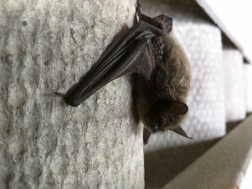 Foto: Robbin D. Knapp/Flickr (CC BY 2.0)
