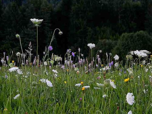 Artenreichtum auf einer Wiese     Foto:Wikimedia Commons/t. Hunthe